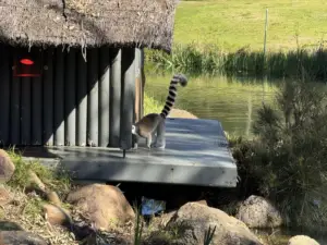 Ring-tailed lemur near Café Wild at Taronga Western Plains Zoo Dubbo.